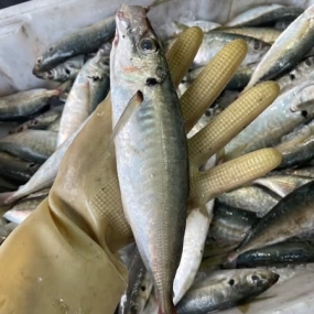 Cá nục tươi ngon giá tốt 6-8 con/kg