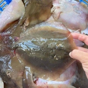 Cá đuối tươi nguyên con vừa đánh bắt 1kg/con