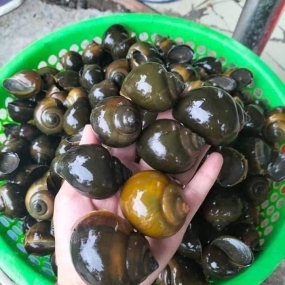 Ốc nhồi thiên nhiên sống mập, nhiều thịt Loại lớn