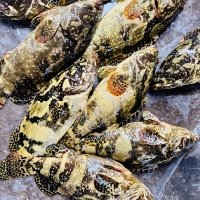 Cá mú cọp làm sạch, tươi và an toàn 2-3 kg/con