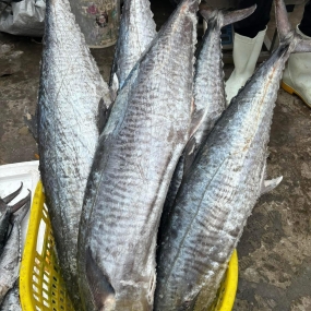 Cá thu tươi nguyên con mới đánh bắt 2-3 kg/con
