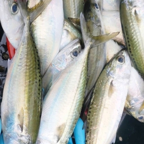 Cá bạc má tươi mới đã làm sạch, đảm bảo an toàn 4-5 con/kg