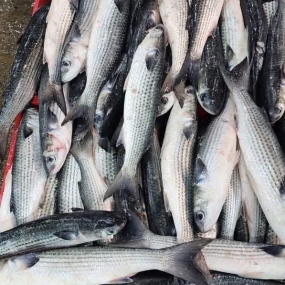 Cá đối nguyên con tươi sống 0,8-1 kg/con