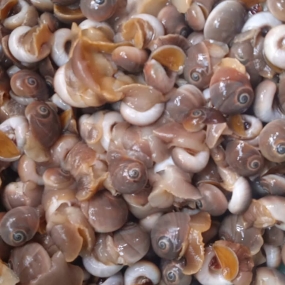 Ốc mỡ sống ở biển 80-120 con/kg