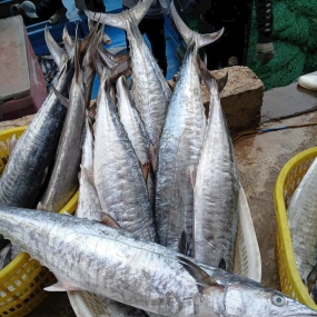 Cá thu tươi nguyên con mới đánh bắt 4-5 kg/con