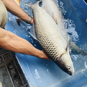 Cá trôi đã làm sạch thịt thơm ngon bổ dưỡng 3-3,5 kg/con