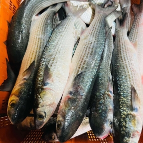 Cá đối tươi loại 1 đã làm sạch 400-600 gr/con