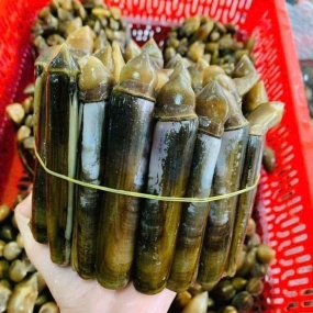 Ốc móng tay thiên nhiên sống chất lượng 30-40 con/kg