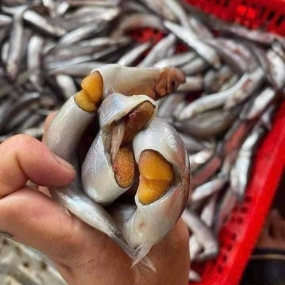 Cá trứng đông lạnh nhập khẩu Loại trung