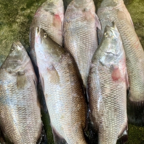 Cá chẽm sống, nuôi an toàn 5-6 kg/con