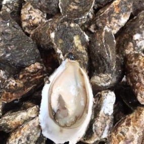 Hàu sữa (hào sữa) sống size 10-12 con/kg