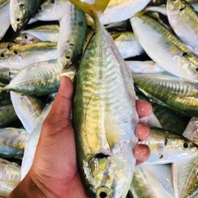 Cá chỉ vàng tươi sống, nguyên con chất lượng 4-6 con/kg