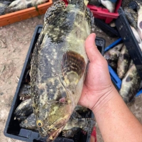 Cá mú bông (mú đen) còn sống 2 - 3 kg/con