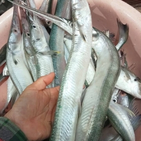 Cá xương xanh thiên nhiên tươi nguyên con 3 kg/con