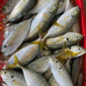 Cá ngân tươi đã làm sạch, an toàn và ngon 8-10 con/kg