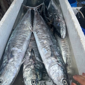 Cá thu tươi nguyên con giá tốt 5-6 kg/con