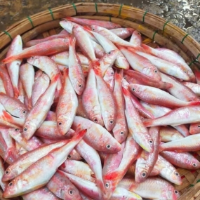 Cá phèn tươi đã làm sạch, đảm bảo an toàn 3-4 con/kg