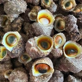 Ốc mặt trăng sống (ốc mắt ngọc) 40-50 con/kg