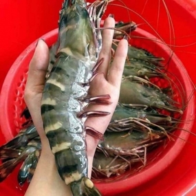 Tôm sú sống, nuôi sinh thái size 15-20 con/kg