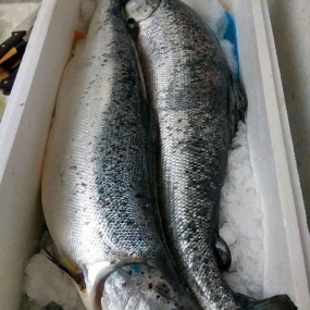Cá hồi nguyên con đông lạnh nhập khẩu 6-7 kg/con