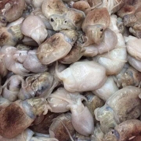 Mực nang tươi giá tốt và an toàn size 8-10 con/kg