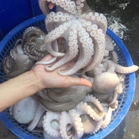 Bạch tuộc tươi sống vừa đánh bắt size 2-3 con/kg