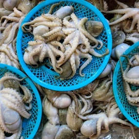 Bạch tuộc tươi đã làm sạch cấp đông giá tốt size 10-20 con/kg