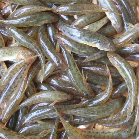 Cá bống cát tươi sống bổ dưỡng