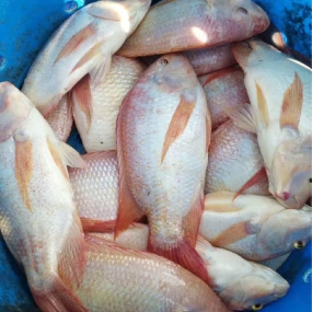 Cá điêu hồng thiên nhiên còn sống giá tốt 1-1,5 kg/con