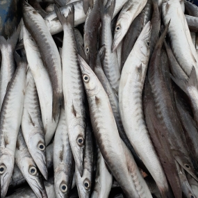 Cá xương xanh nguyên con tươi 1 kg/con
