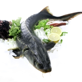 Cá tầm sống vừa đánh bắt, thịt ngon ngọt 2-3 kg/con