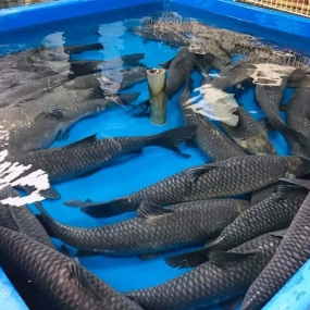 Cá trắm đen sống giá tốt 8-10 kg/con