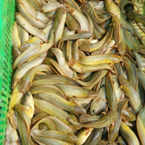 Cá trê vàng thiên nhiên còn sống, giá tốt 400-600 gr/con