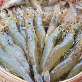 Tôm thẻ sống, nuôi an toàn size 60-70 con/kg