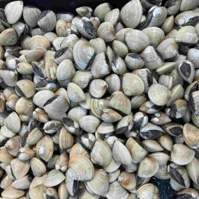 Nghêu sống giá sỉ size 40-50 con/kg