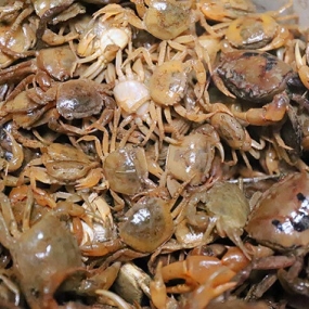 Cua đồng sống từ thiên nhiên Loại 1