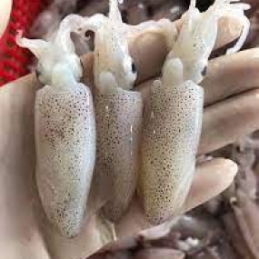 Mực sim tươi sống ngon