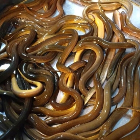 Lươn sống nuôi an toàn VietGAP giá tốt 4-5 con/kg