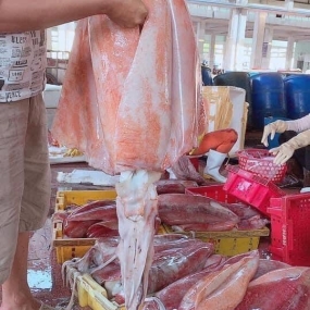Mực lá đại dương đông lạnh loại 1 size 4-6 kg/con