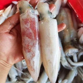 Mực ống tươi mới từ thiên nhiên size 5-6 con/kg