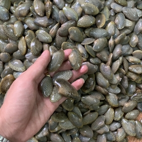 Ngao hoa (sò lụa) sống size 40-50 con/kg