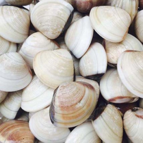 Nghêu sống, nuôi an toàn giá tốt size 15-20 con/kg