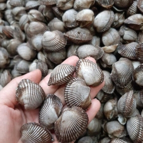 Sò huyết sống loại 1 size 100-130 con/kg