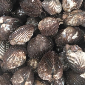 Sò lông sống, thịt dai ngọt size 15-20 con/kg