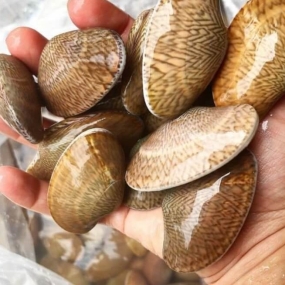 Sò lụa đỏ sống loại 1 size 40-50 con/kg