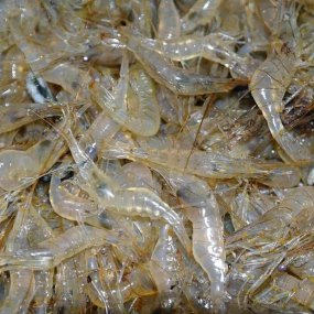 Tép đồng thiên nhiên mới đánh bắt Loại 1