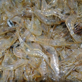 Tép đồng đảm bảo tươi ngon và an toàn Loại 1