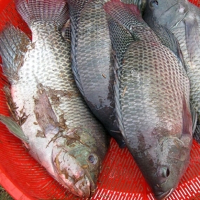 Cá rô phi sống, nuôi tiêu chuẩn VietGAP size 1-1,5 kg/con