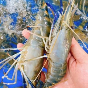 Tôm càng xanh (tôm lóng) tươi sống giá tốt size 8-10 con/kg