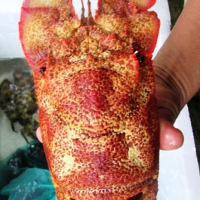 Tôm mũ ni đỏ (tôm vỗ) tươi sống 6-7 con/kg